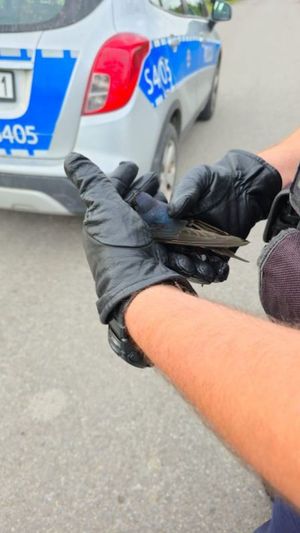 Funkcjonariusze z Komisariatu Policji w Ćmielowie pomogli rannej jaskółce