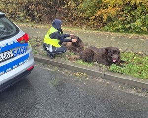 policjantka opiekująca się czworonogami