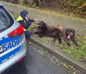 policjantka opiekująca się czworonogiem